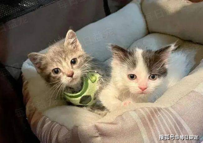 从此以后,两只小猫相依为命,在救助站里快乐地生活着,每当小柠檬感到