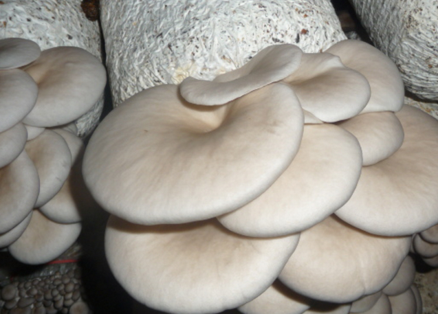 自种蘑菇,身心满足,像种花一样的种蘑菇