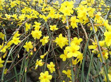 为了促进迎春花的生长和开花,适时的修剪是其非常重要的.