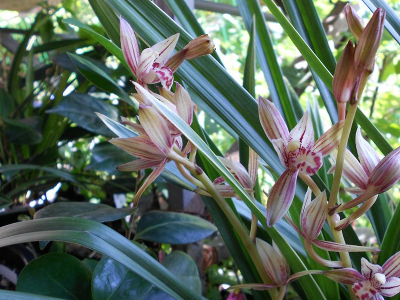 适合新手养的兰花,价格低廉,养护容易,多季开花,是盆栽佳品