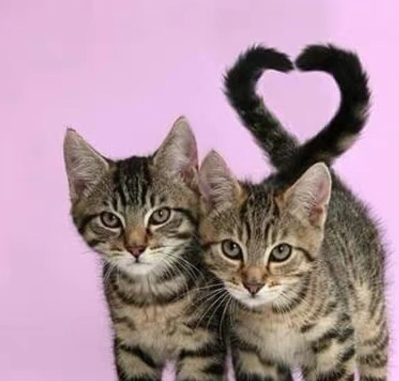 猫咪"情侣"你侬我侬,甜蜜"比心",网友:甜炸了!