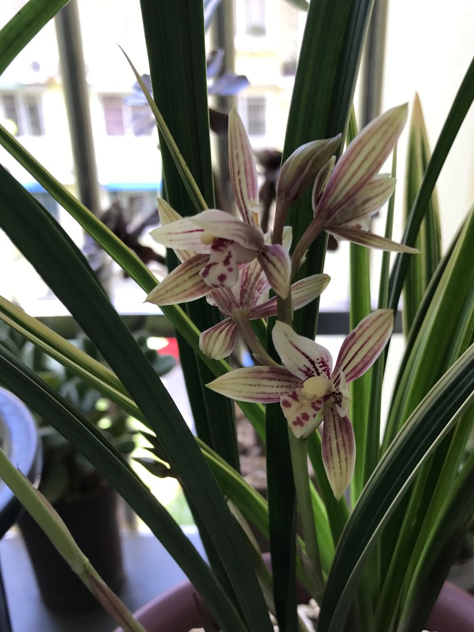 适合新手养的兰花,价格低廉,养护容易,多季开花,是盆栽佳品