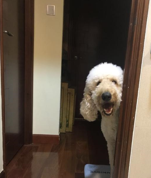 可爱的巨贵喜欢偷看主人,就算是上厕所也是,真是让人无奈