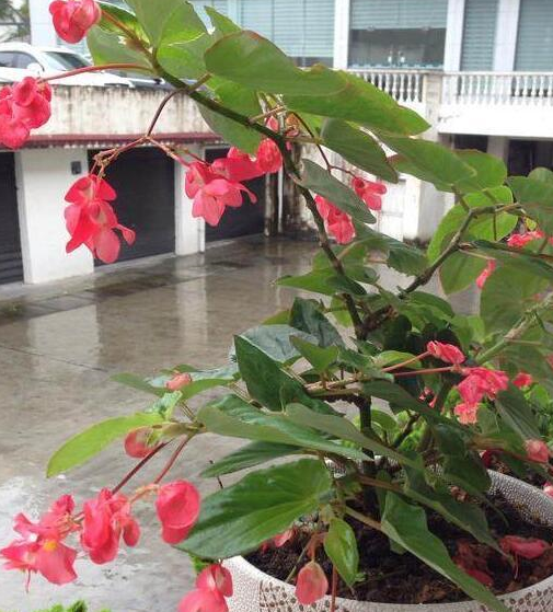 倒挂金钟_秋海棠_植株