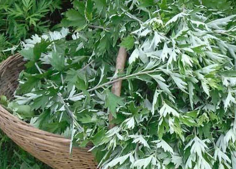 它是"女人草",春季吃正当时,行气活血,保护子宫,早知早受益