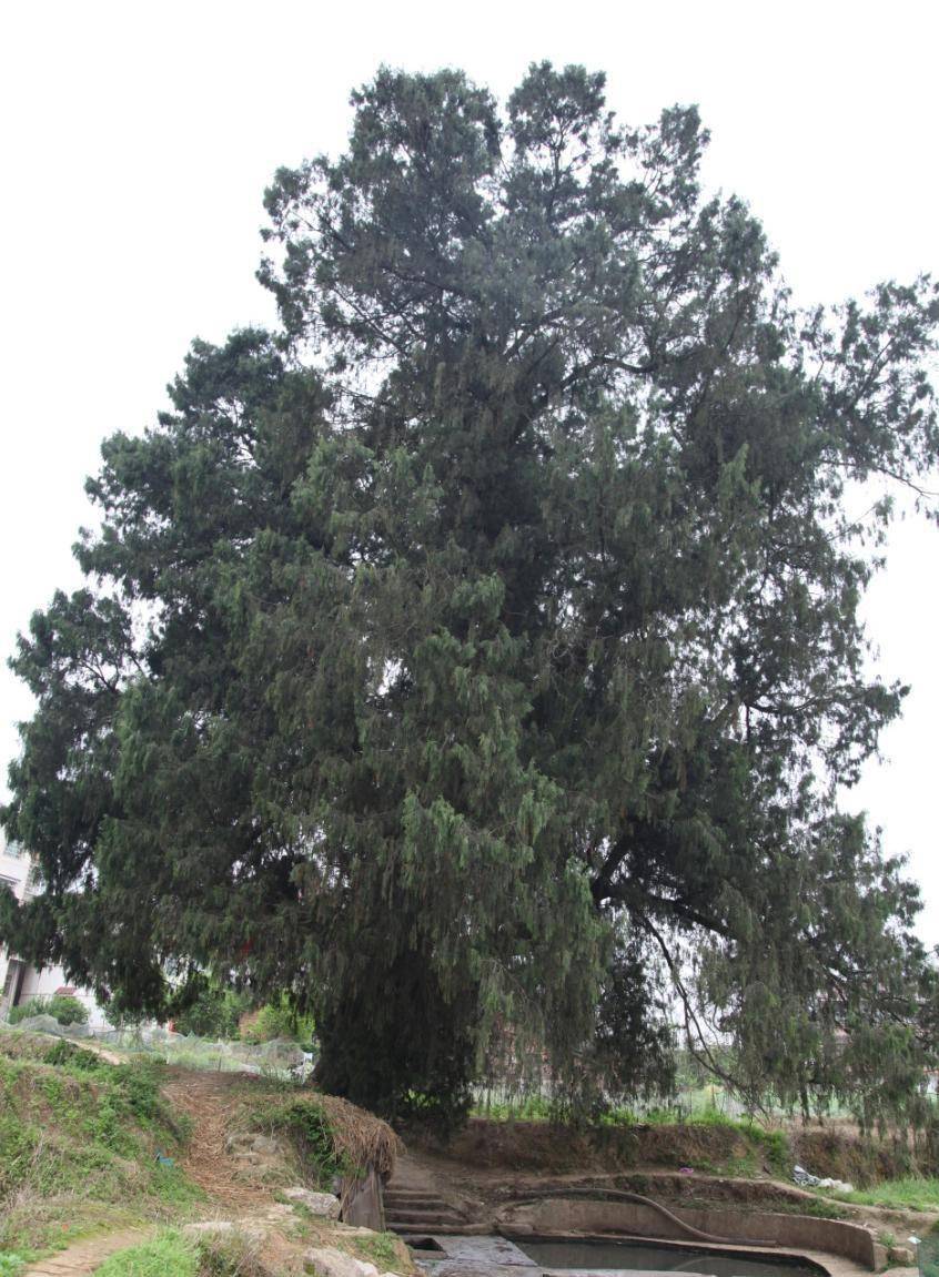 后人呼之为景福亭