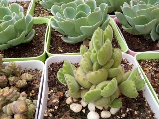 想要熊童子长成"树",我们可以这样做,很简单!