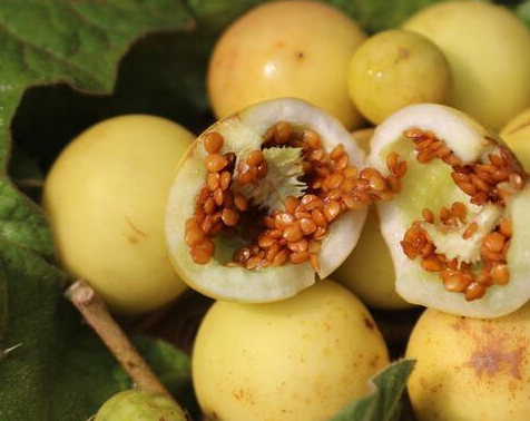 农村有个偏方,这种长得像拇指西瓜的野果能治牙痛_黄果_果子_西红柿