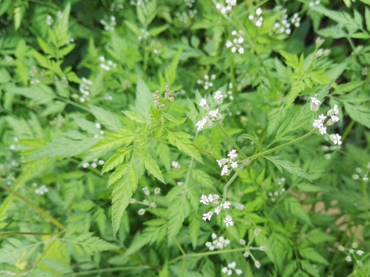 农村一种形似芹菜的野草,人称"窃衣",是民间治病良方