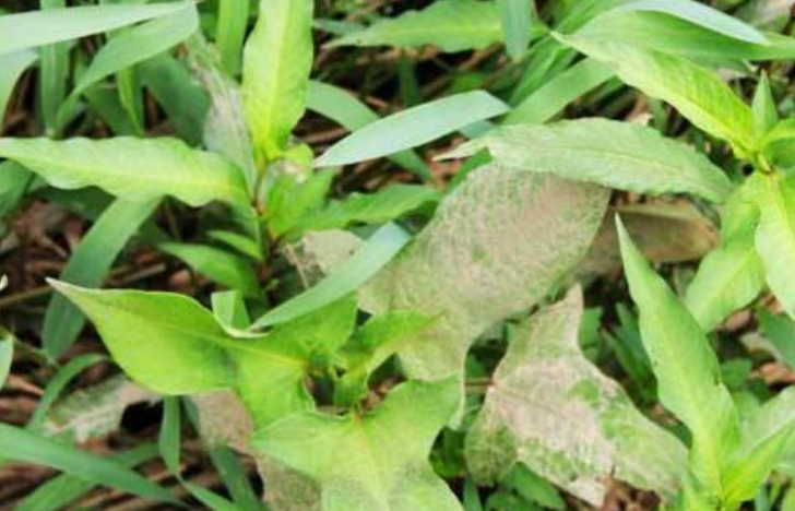 但其实它却有着极高的功效,而它叫做"辣蓼草"