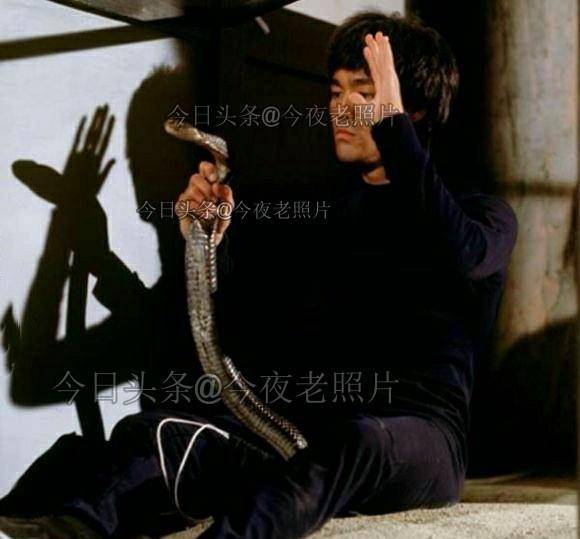 李小龙正制服这条眼镜蛇,能看过这部电影吗?