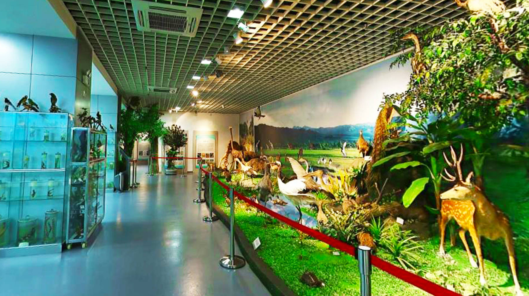 武汉城区高校里有座博物馆,收藏30万份标本,宛若动植物王国