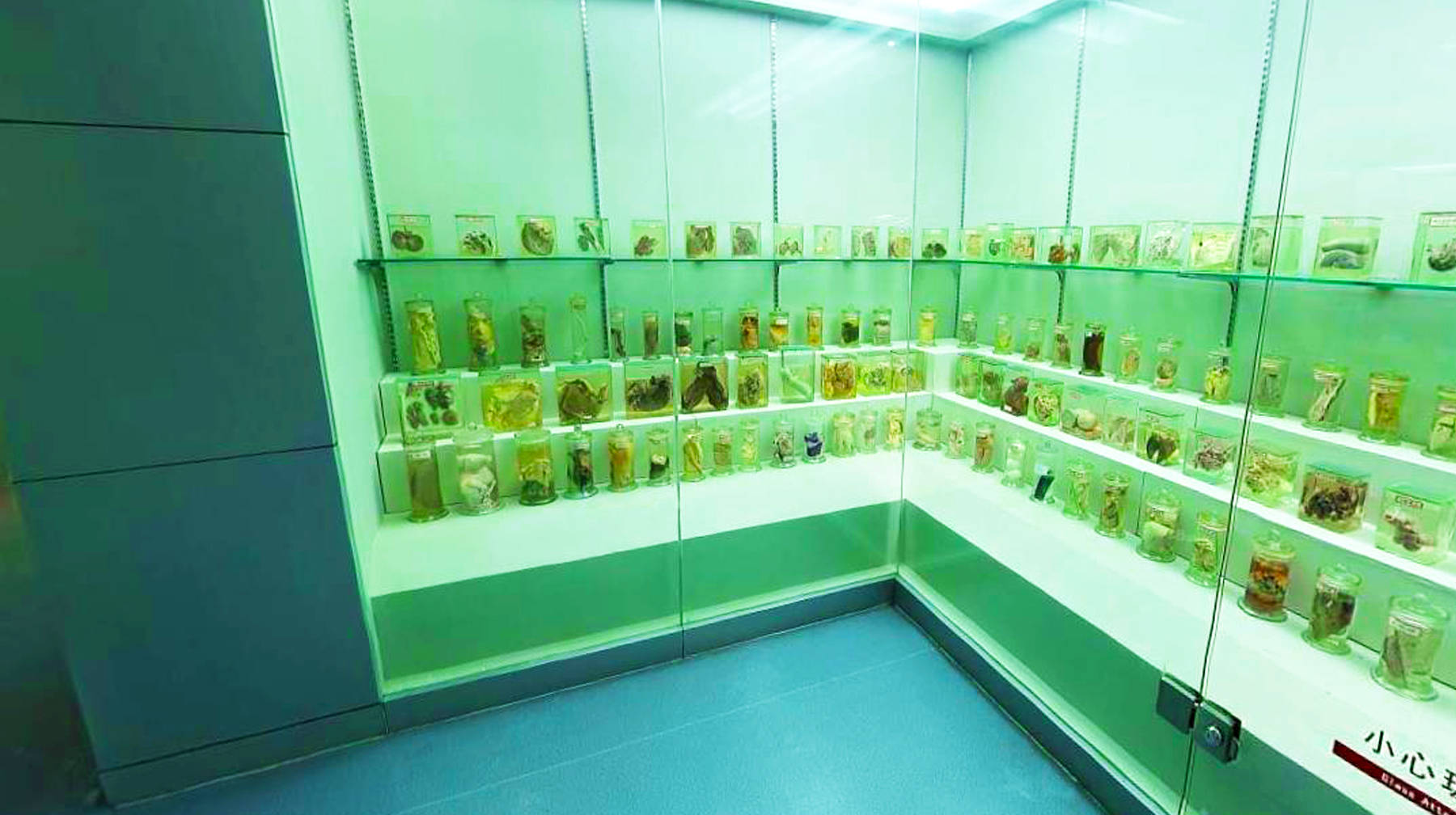 武汉城区高校里有座博物馆,收藏30万份标本,宛若动植物王国