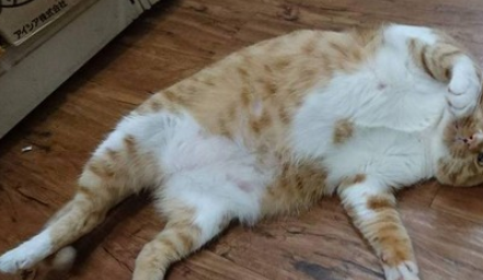 同样是喵星人,当橘猫遇上奶牛猫,网友:一个胖一个"疯"!