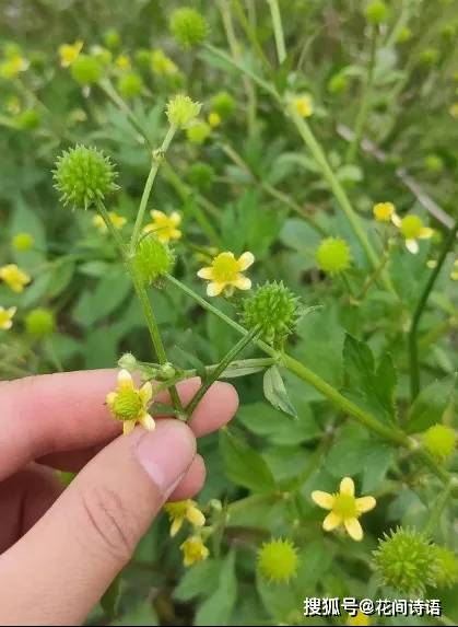 猫爪刺花期图片