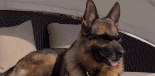 为了挽回败局,纳粹曾教1000只狗"士兵"说人话,竟然差点成功了