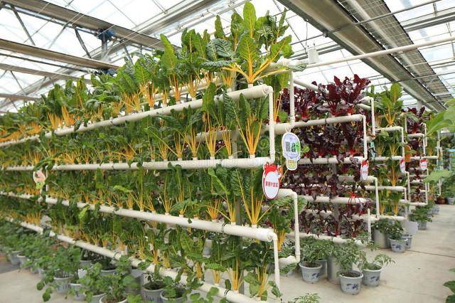 新农文化|如何塑造至臻完善的现代农业产业园区?