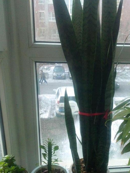 虎皮兰花盆撑到爆,呼呼窜到2米高,这样养的虎皮兰太成功了