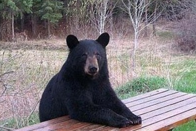 小熊熊内心是崩溃的!网友被感动落泪!