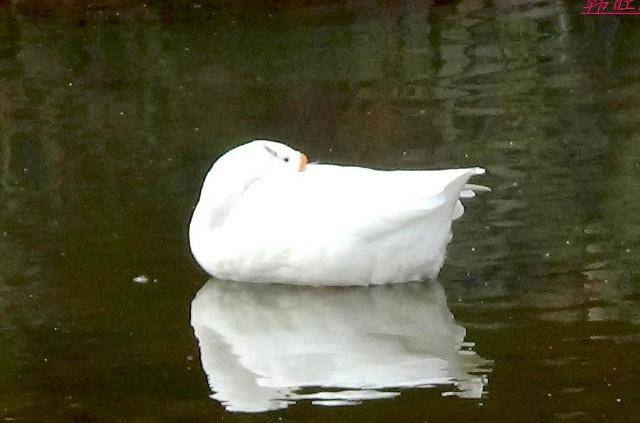 农村养殖:大白鹅的鹅苗选择,育雏的方法,这几点教你把鹅养肥