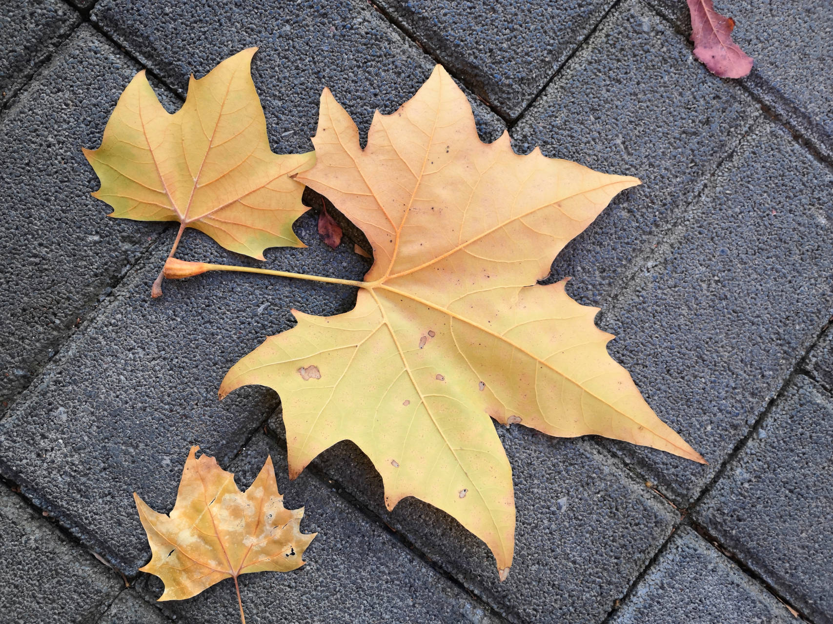嗨森课堂:顺路拍摄,发现生活中的摄影美学