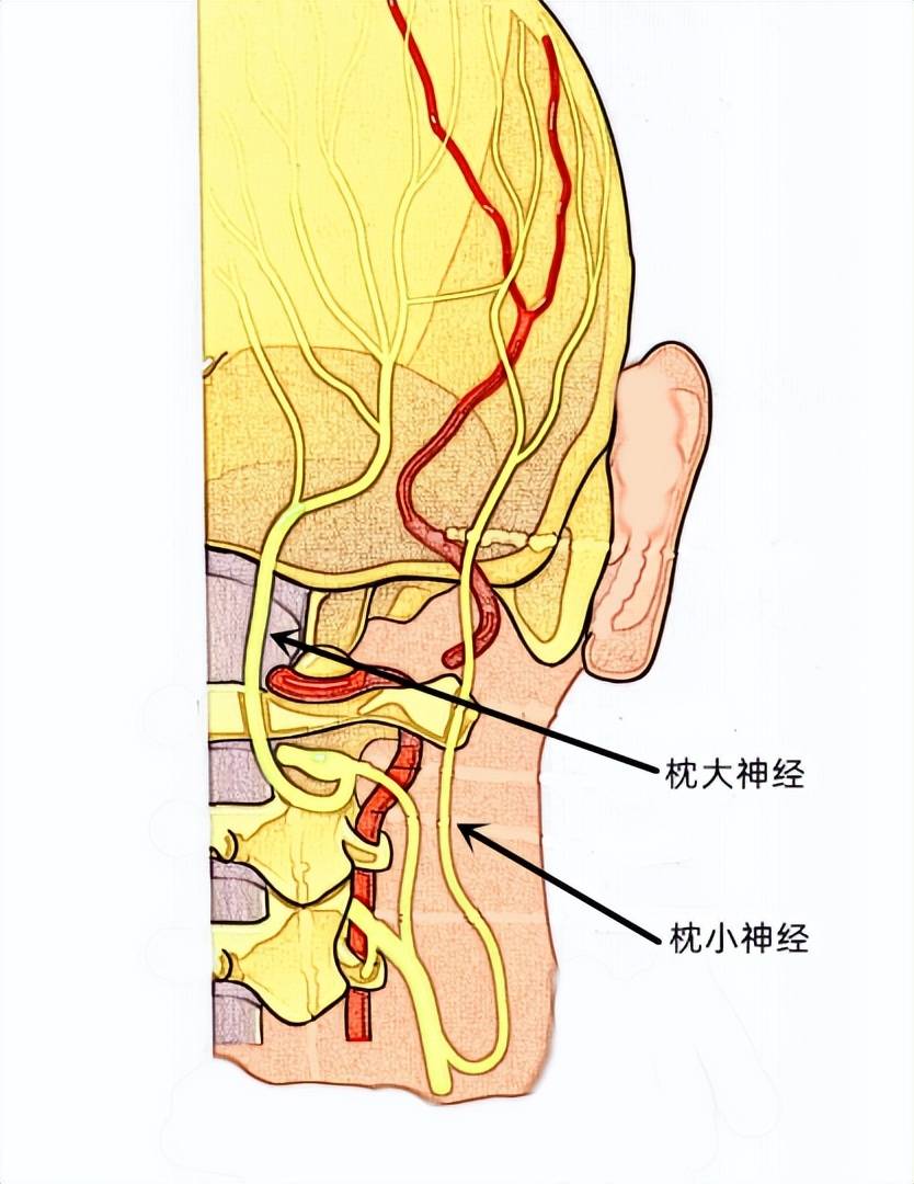 面部阻滞麻醉点图图片