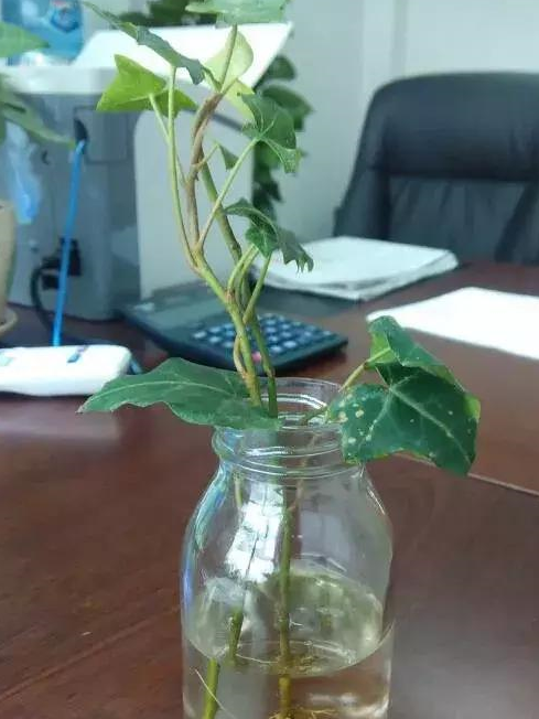 常春藤是比较常见的爬藤植物,常常养在办公室,家里的桌子上.