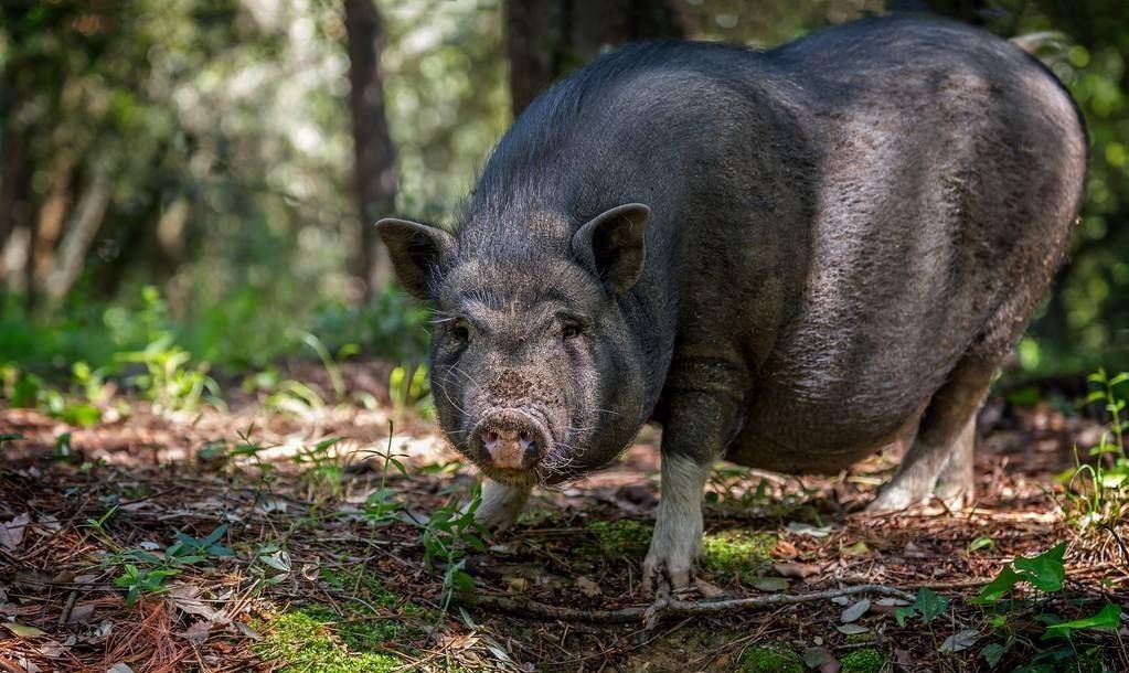 史上伤亡最小的战争,没有开过一枪一炮,伤亡只有一头猪