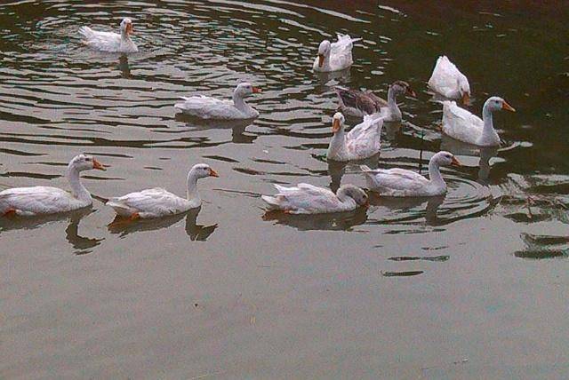 农村养殖:大白鹅的鹅苗选择,育雏的方法,这几点教你把鹅养肥