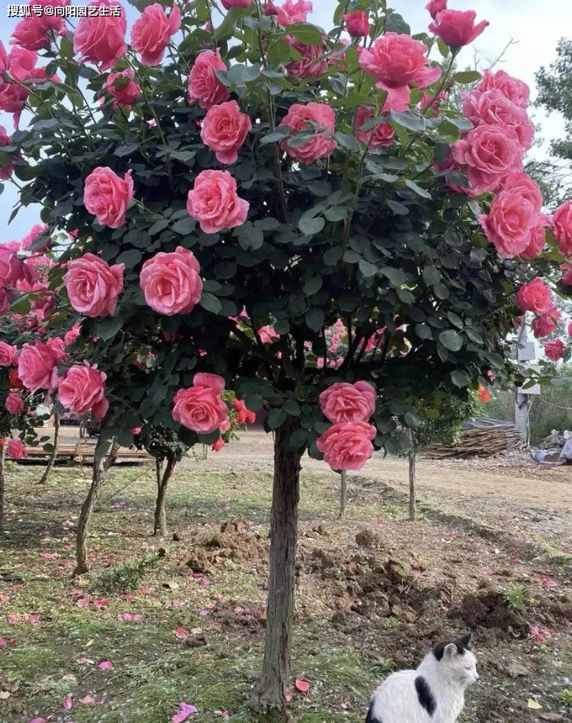 "棒棒糖月季花",适合庭院种植,开花质量高,观赏效果好!