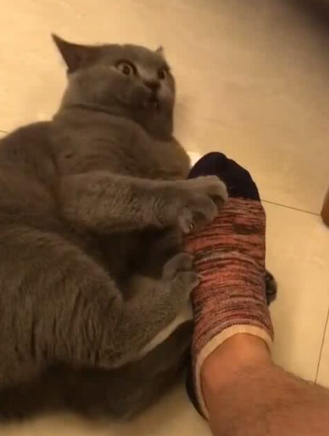 猫咪闻了主人的袜子,令人窒息的操作,直接被熏的晕晕!_表情_榴莲_什么