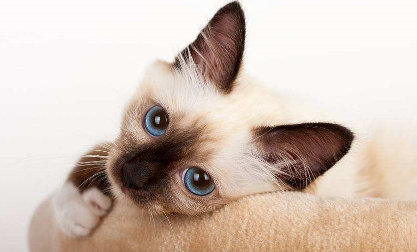 从外貌上看公猫母猫生存在世界上,缺一不可!