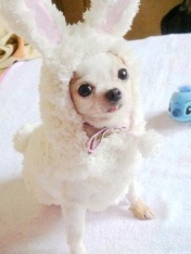 萌宠界中的袖珍狗,一只可以捧在手心里的狗狗