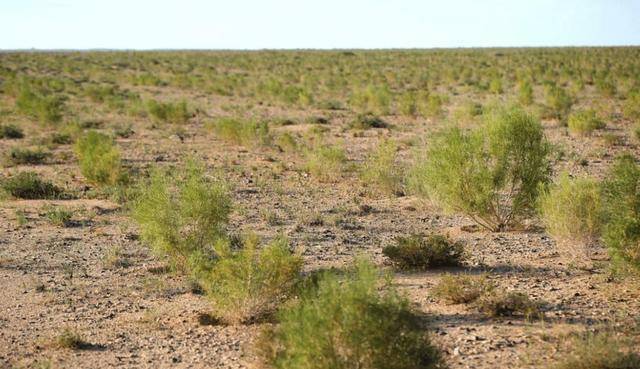 2016年,马云承诺:蚂蚁森林每年种1亿棵树,如今结果如何了?