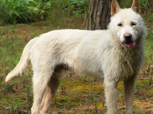 国境内,4种最具代表的原生猎犬,它是唯一可在峭壁上行走的猎犬_中国