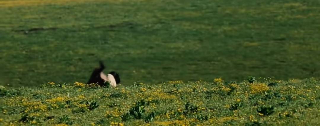 周依然的摔跤,让多少明星脸红了?_剧中_草坪_自然