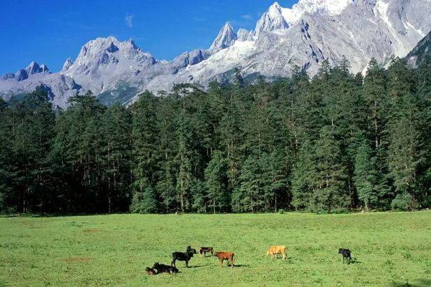 云杉坪位于玉龙雪山景区内,是一片被茂密云杉林覆盖的高山草甸.