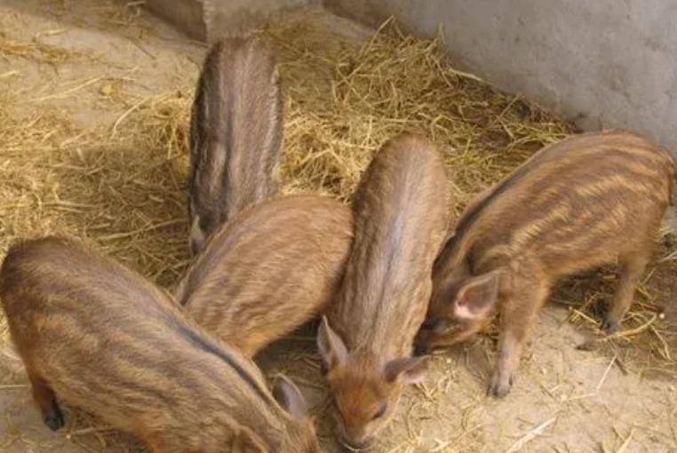 2008年,女大学生携百万嫁给农村文盲丈夫养猪,结局如何?