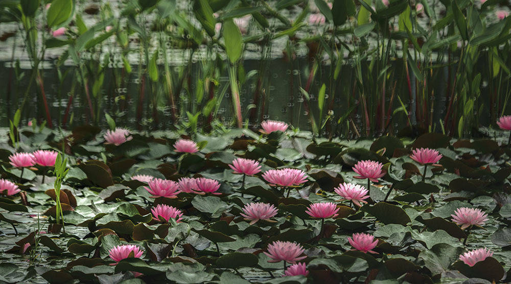 张家港七彩莲园图片图片