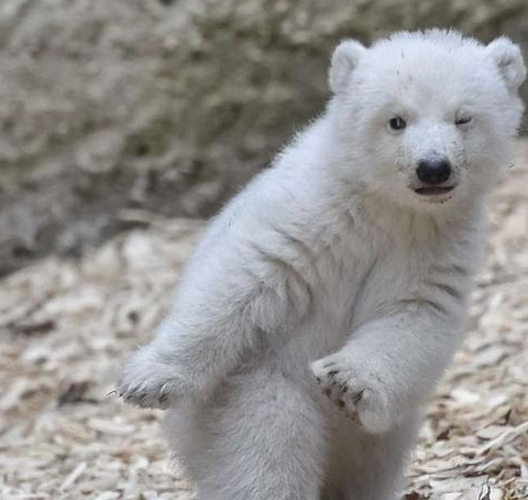 世界三大可爱熊,棕熊可以牵出去遛,第一经常被自己"蠢死"