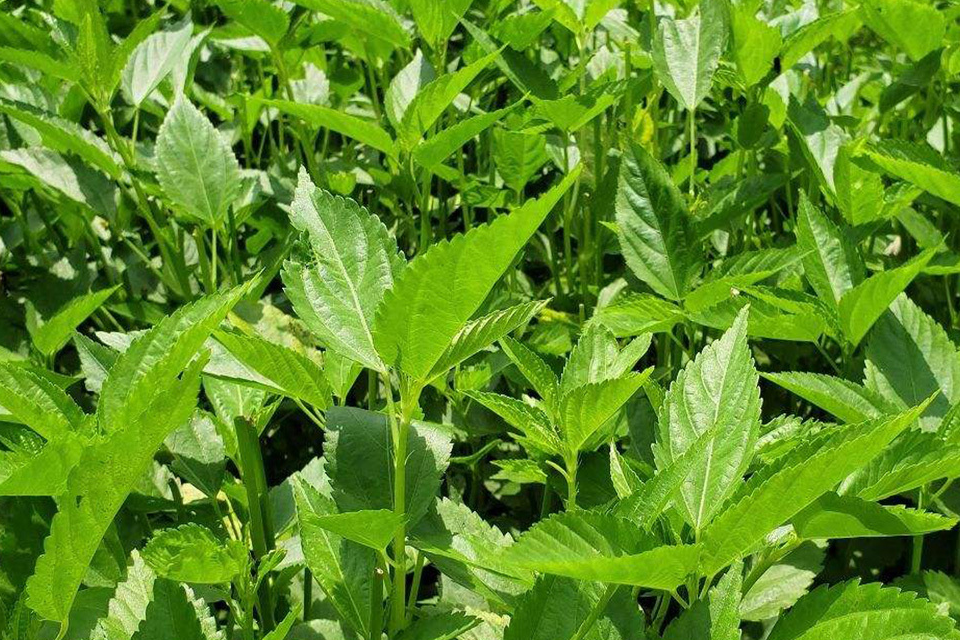 在潮汕人眼中,它才是最贵的蔬菜!_野菜_条件_纤维