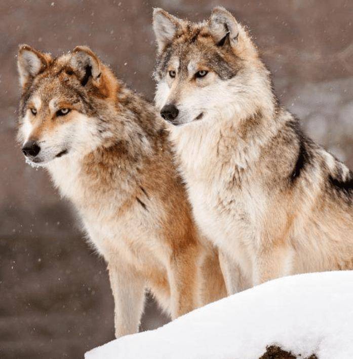 3岁被狼咬掉半张脸,靠吸米糊存活的寇金成,26岁娶妻生下三子女