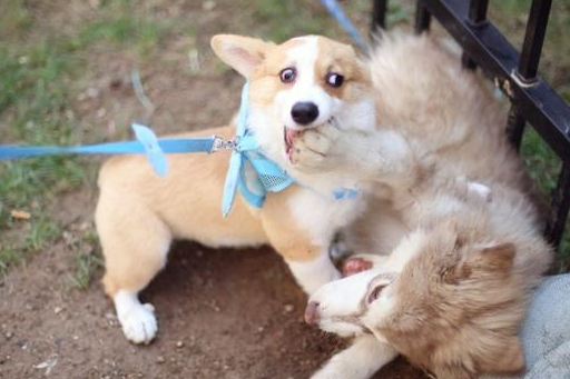 小柯基总喜欢欺负阿拉斯加犬,小阿拉:敢不敢再等我半年