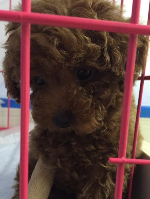 买了一只泰迪犬花了400元,得病要花费至少2000元,你会救它吗?