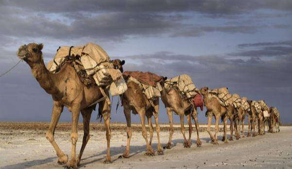 开辟新大道:骆驼这一西域洋品种是如何输入到中原的