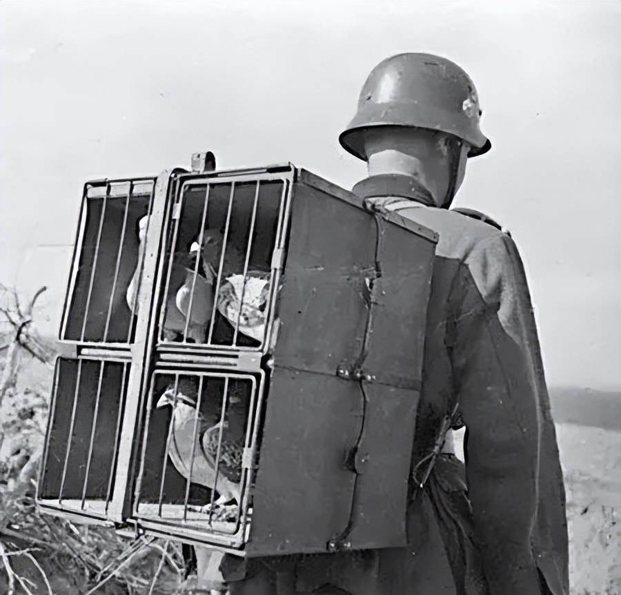 二战电报猴图片