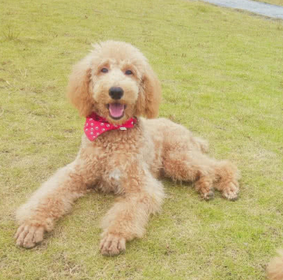 为什么迷你贵宾有很多人饲养,而巨贵却很少人养,可能是这些原因