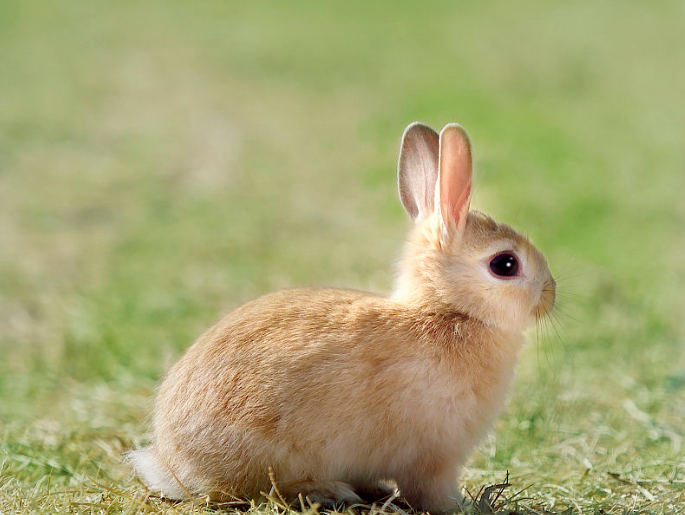 兔子虽然看起来可爱俏皮,但兔子也会咬人