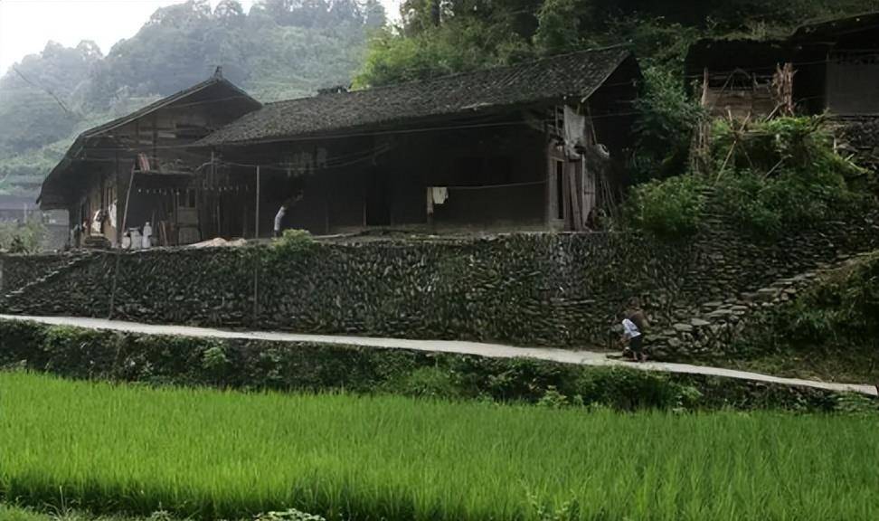 中国第一蛇村:全村人与300万条蛇共同生活,蛇王靠它年入千万