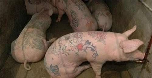 他给猪纹身,因花纹独特,被香奈儿买走制成限量版包包,净赚50万